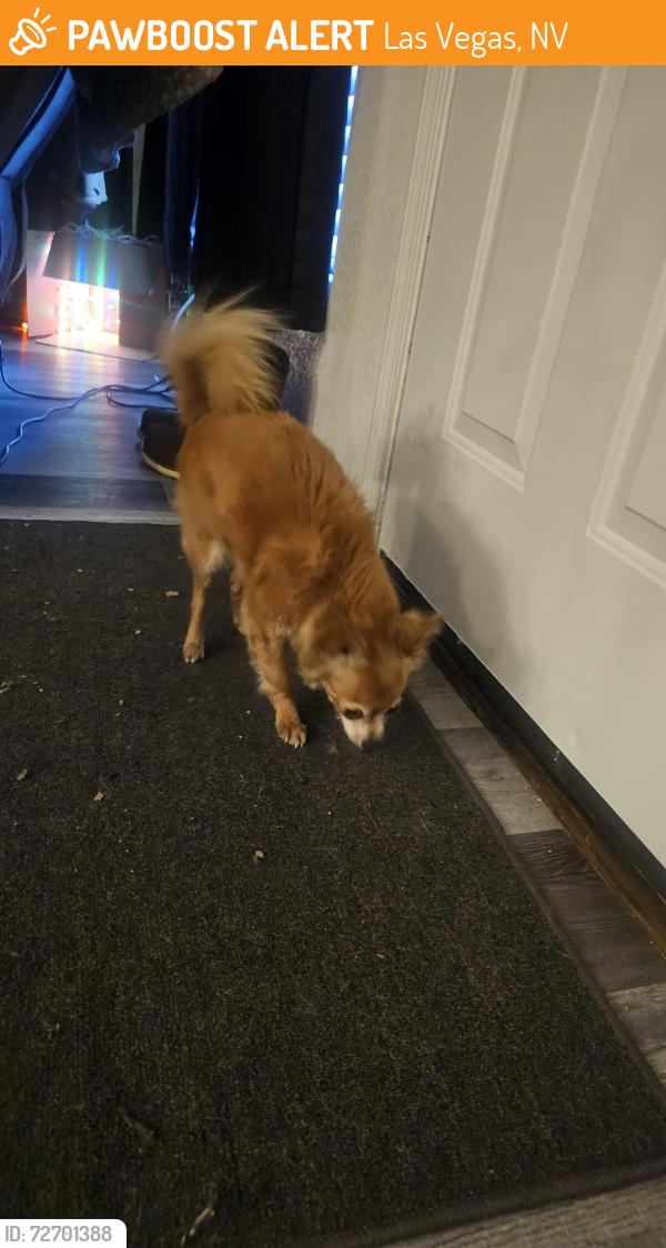 Found/Stray Female Dog last seen Gowan and rainbow , Las Vegas, NV 89108