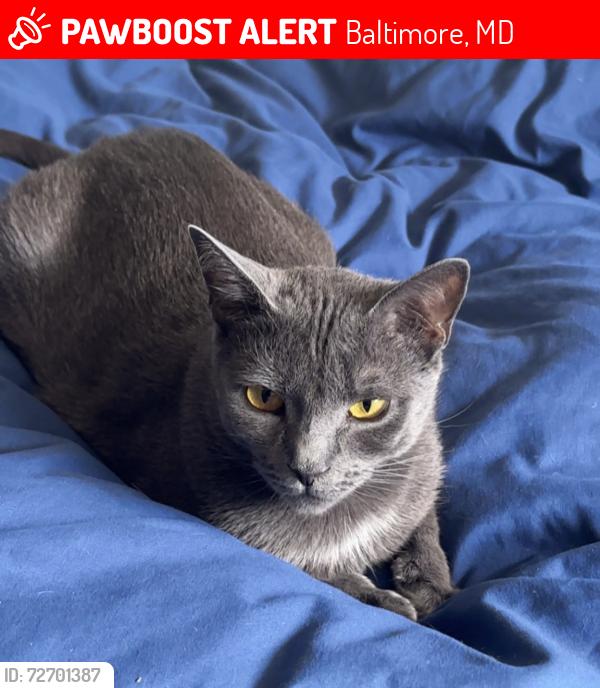 Lost Female Cat last seen E melrose ave and purlington ave , Baltimore, MD 21212