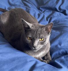 Lost Female Cat last seen E melrose ave and purlington ave , Baltimore, MD 21212