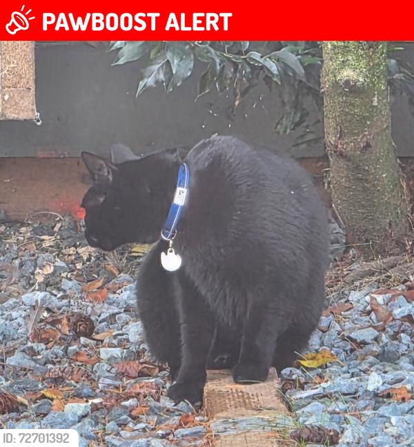 Lost Male Cat last seen Near 197A street Langley BC, Langley Township, BC V2Z 1K2