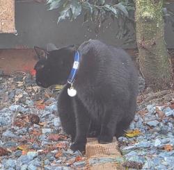 Lost Male Cat last seen Near 197A street Langley BC, Langley Township, BC V2Z 1K2