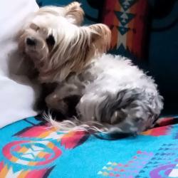 Lost Male Dog last seen Rose city golf course, Portland, OR 97220