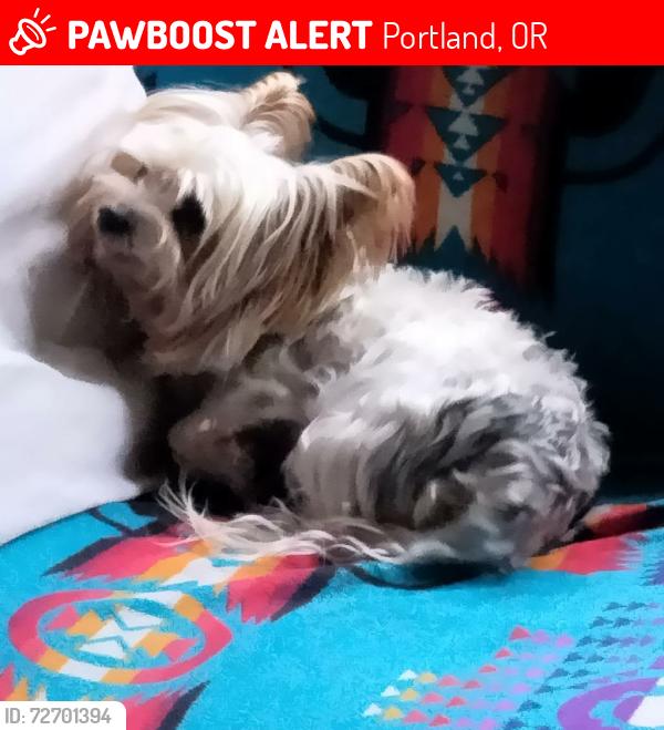 Lost Male Dog last seen Rose city golf course, Portland, OR 97220