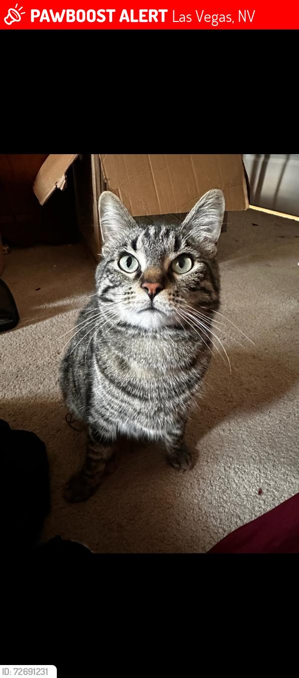 Lost Male Cat last seen Windmill and Gilespie, Las Vegas, NV 89123