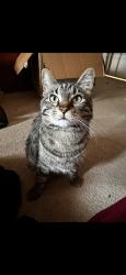 Lost Male Cat last seen Windmill and Gilespie, Las Vegas, NV 89123