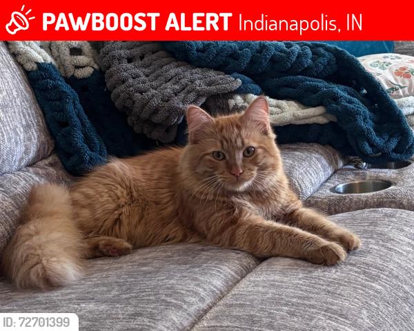 Lost Male Cat last seen Near Echo Lane Indianapolis , Indianapolis, IN 46278