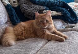 Lost Male Cat last seen Near Echo Lane Indianapolis , Indianapolis, IN 46278