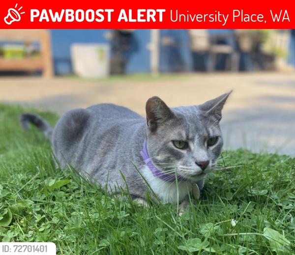 Lost Male Cat last seen S 19th & Bridgeport, University Place, WA 98466