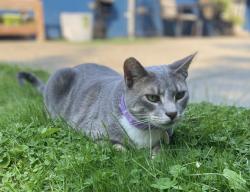 Lost Male Cat last seen S 19th & Bridgeport, University Place, WA 98466