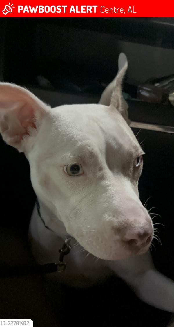 Lost Female Dog last seen Center , Centre, AL 35960