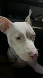 Lost Female Dog last seen Center , Centre, AL 35960