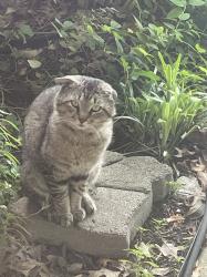 Lost Unknown Cat last seen San Francisco St and Pacifica, Carrollton, TX 75007