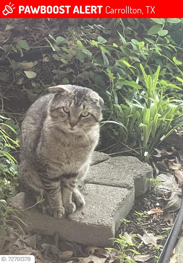Lost Unknown Cat last seen San Francisco St and Pacifica, Carrollton, TX 75007