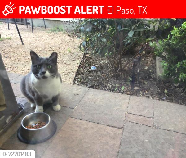 Lost Female Cat last seen Near Amposta drive , El Paso, TX 79912