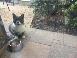 Lost Female Cat last seen Near Amposta drive , El Paso, TX 79912