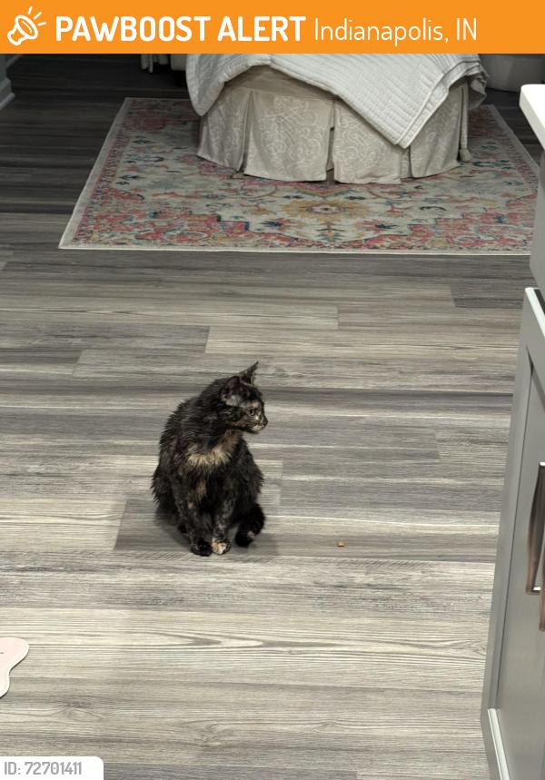 Found/Stray Female Cat last seen N Goodlet Avenue. Westside of Indianapolis , Indianapolis, IN 46222