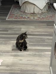Found/Stray Female Cat last seen N Goodlet Avenue. Westside of Indianapolis , Indianapolis, IN 46222