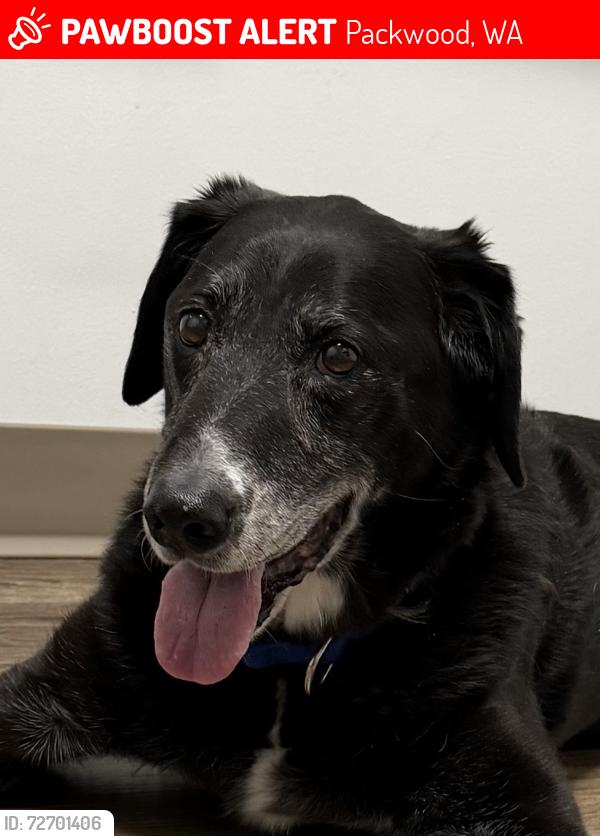 Lost Male Dog last seen Craig Rd and the Cowlitz River, Packwood, WA 98361