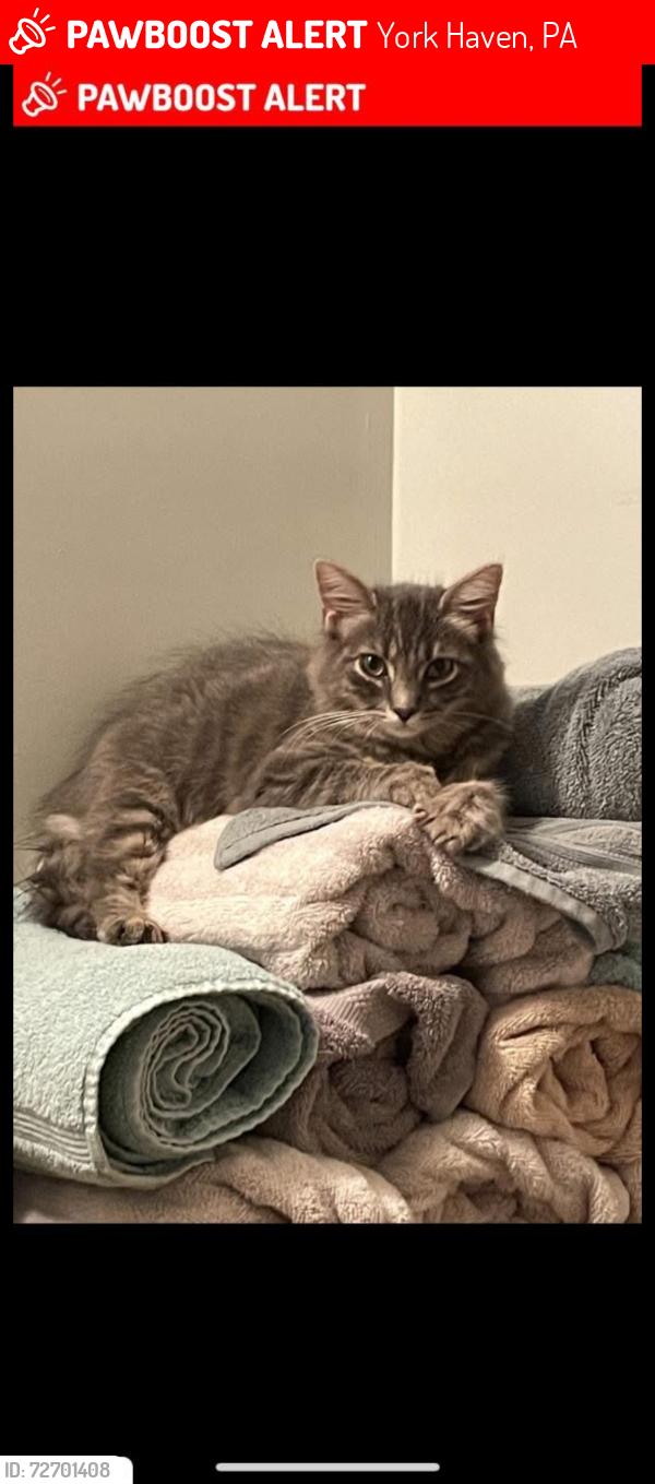 Lost Female Cat last seen J & A shopette , York Haven, PA 17502