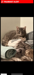 Lost Female Cat last seen J & A shopette , York Haven, PA 17502