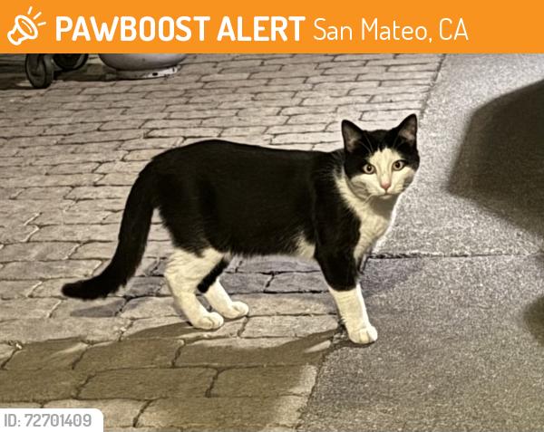 Found/Stray Unknown Cat last seen Norfolk , lakeshore area, San Mateo, CA 94403