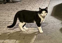 Found/Stray Unknown Cat last seen Norfolk , lakeshore area, San Mateo, CA 94403