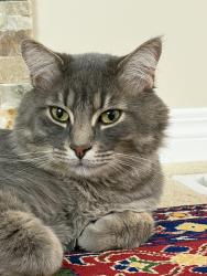 Lost Male Cat last seen Near panton way nw , Calgary, AB T3K 0X2