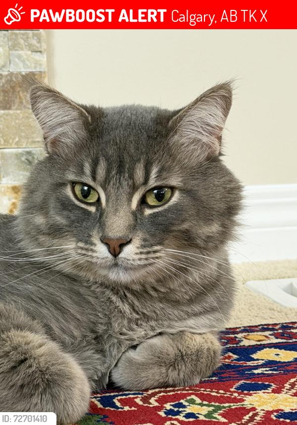 Lost Male Cat last seen Near panton way nw, Calgary, AB T3K 0X2