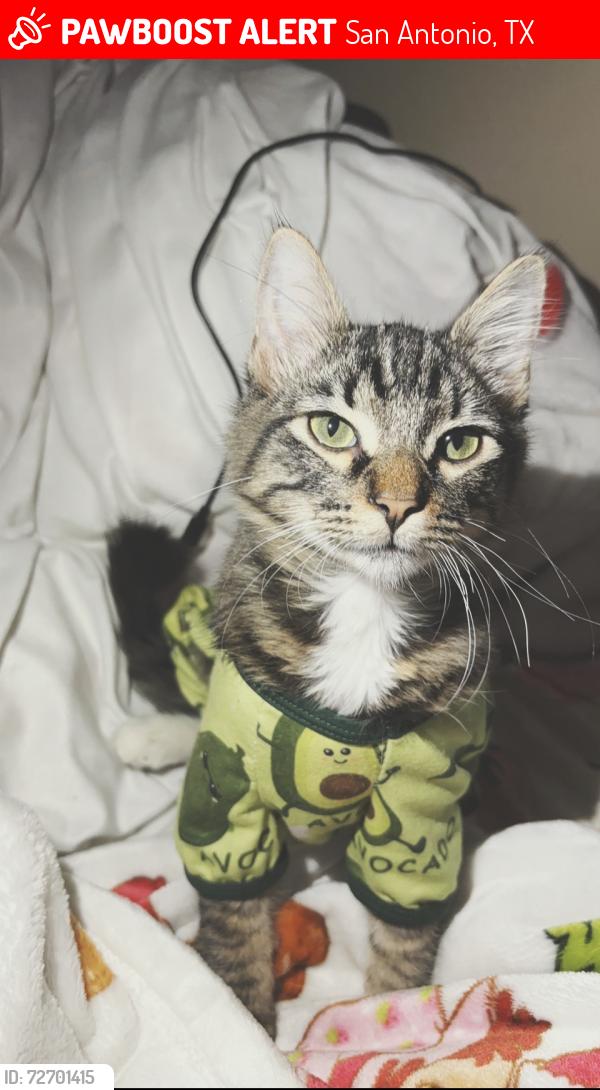 Lost Male Cat last seen Near access road, San Antonio, TX 78201