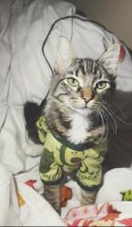 Lost Male Cat last seen Near access road, San Antonio, TX 78201