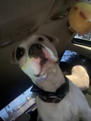 Found/Stray Male Dog last seen Near edison school in centralia , Centralia, WA 98531