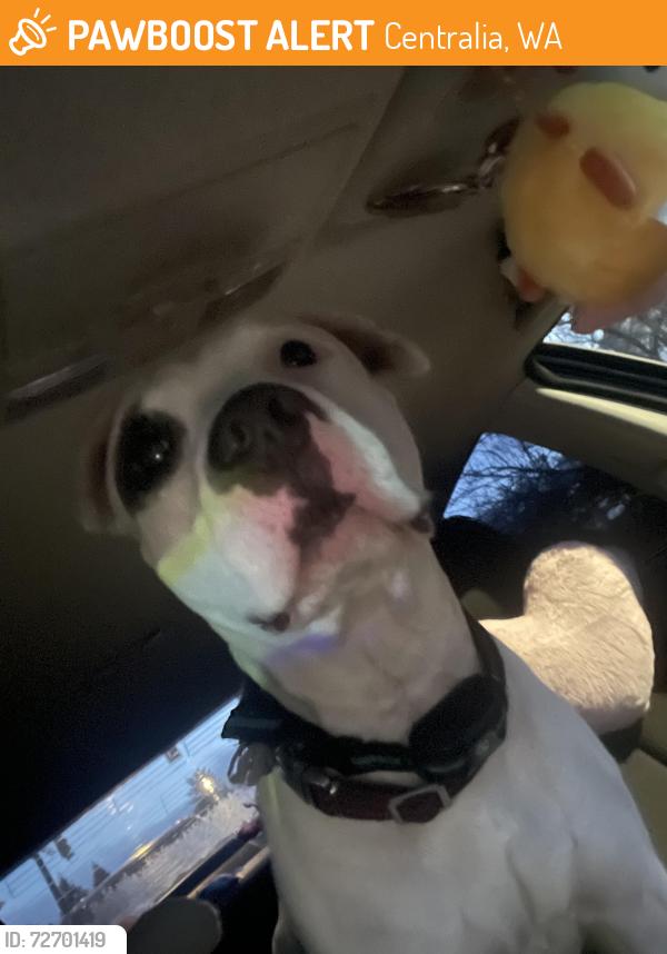 Found/Stray Male Dog last seen Near edison school in centralia , Centralia, WA 98531