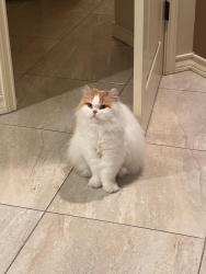 Lost Male Cat last seen Bicentennial, 23rd & Frontera. North McAllen, McAllen, TX 78504