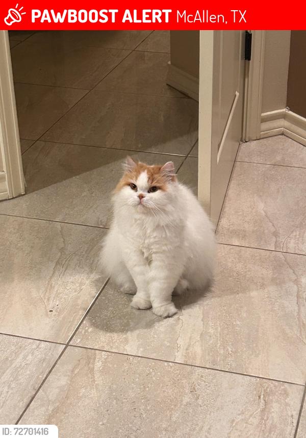 Lost Male Cat last seen Bicentennial, 23rd & Frontera. North McAllen, McAllen, TX 78504