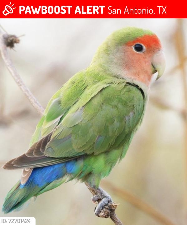 Lost Female Bird last seen Division &35 south , San Antonio, TX 78214