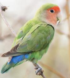 Lost Female Bird last seen Division &35 south , San Antonio, TX 78214