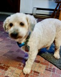 Lost Male Dog last seen 79th Ave SE Snohomish, Snohomish, WA 98290