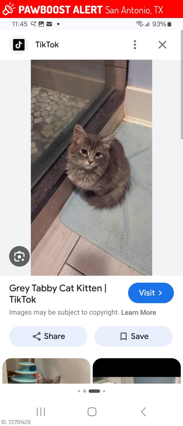 Lost Female Cat last seen River Oak Ln & Blue Rock , San Antonio, TX 78232