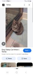 Lost Female Cat last seen River Oak Ln & Blue Rock , San Antonio, TX 78232