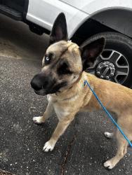 Found/Stray Male Dog last seen Carpenter rd/ Dort hwy , Flint, MI 48505