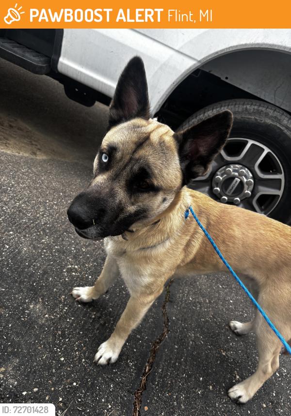 Found/Stray Male Dog last seen Carpenter rd/ Dort hwy , Flint, MI 48505