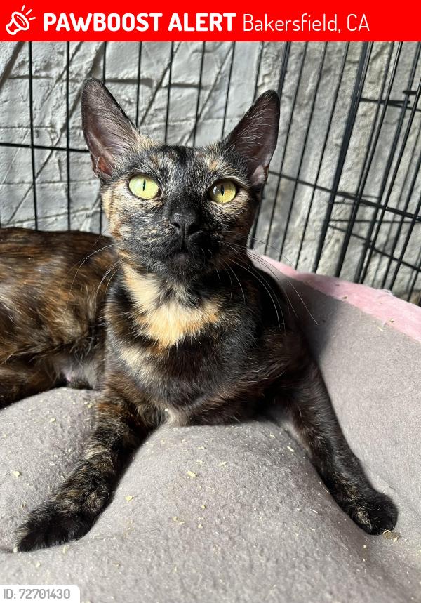 Lost Female Cat last seen Allen Rd and Hwy 58, Bakersfield, CA 93314
