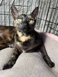 Lost Female Cat last seen Allen Rd and Hwy 58, Bakersfield, CA 93314