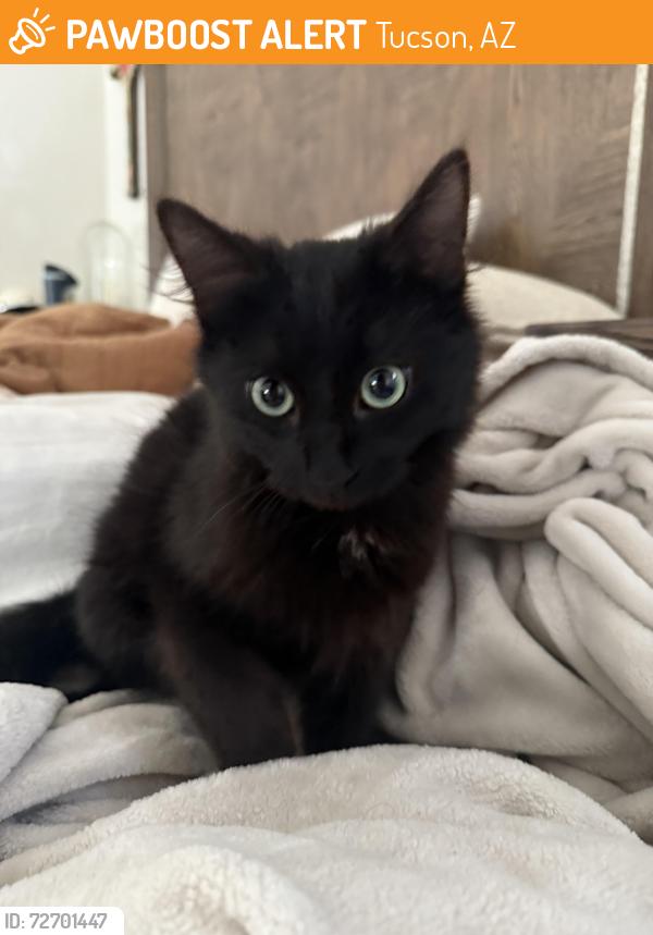 Found/Stray Male Cat last seen desert zinnia drive, Tucson, AZ 85743