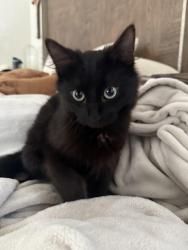 Found/Stray Male Cat last seen desert zinnia drive, Tucson, AZ 85743