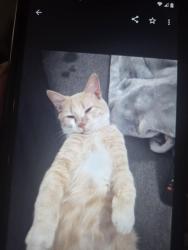 Lost Male Cat last seen Crawfordsville rd and Tansel Rd , Clermont, IN 46234