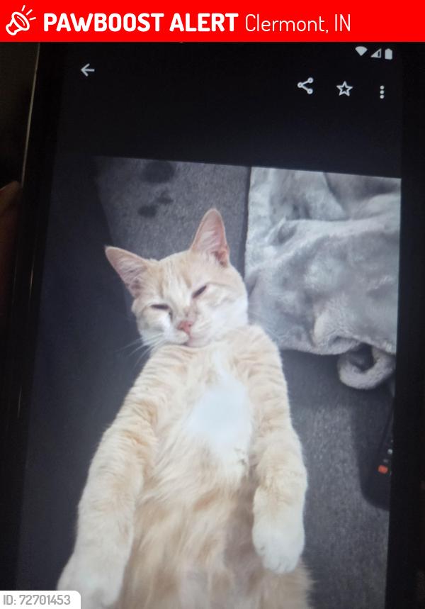 Lost Male Cat last seen Crawfordsville rd and Tansel Rd , Clermont, IN 46234