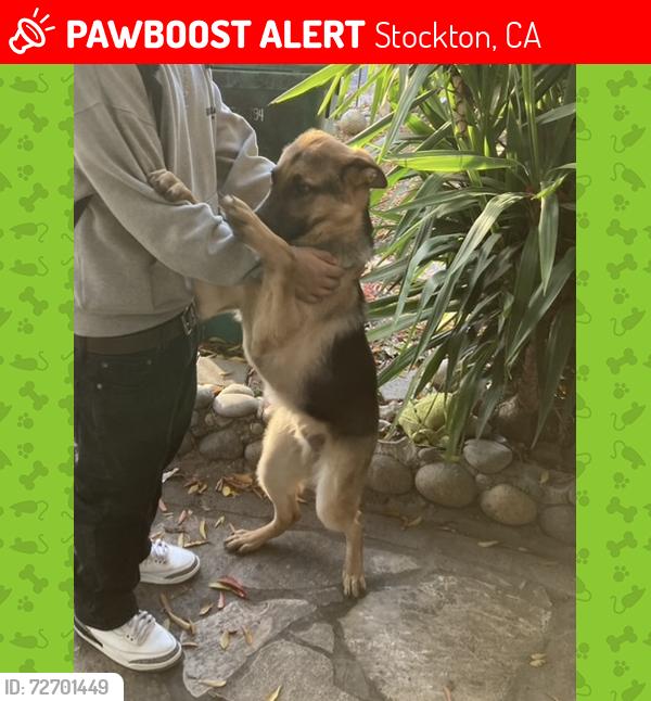 Lost Male Dog last seen Los hermanos meat market , Stockton, CA 95205