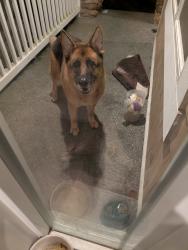 Found/Stray Unknown Dog last seen 35th street, Sammamish, WA 98075