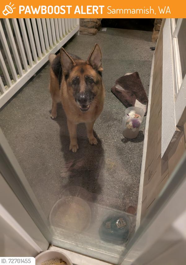 Found/Stray Unknown Dog last seen 35th street, Sammamish, WA 98075